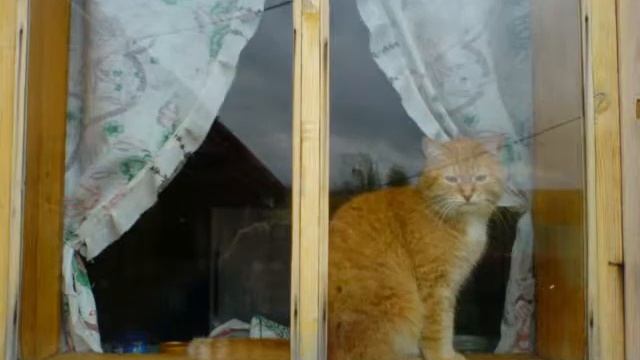 Мой рыжий кот смотреть онлайн