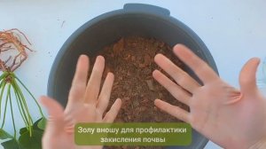ДЕЛАЕМ грунт для Антуриума