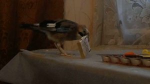 Хищные птицы в доме (сойка).