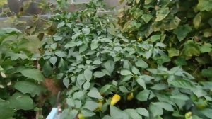 Урожай перца 2024