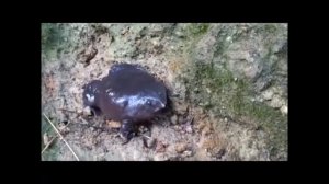 Лиловая лягушка | Nasikabatrachus sahyadrensis | Purple Frog