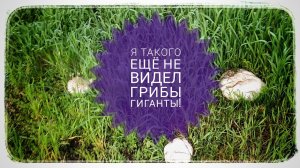 ГРИБЫ ГИГАНТЫ! А ВАМ ДОВОДИЛОСЬ ВИДЕТЬ ТАКИЕ?