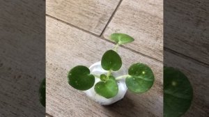 приехала детка фиалки. шн-космическая Фея .  короткий обзор