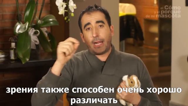 Кролики-зрение кроликов