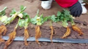 Как садить копанку купчихи(Земклуника) Саженци клубника посадка