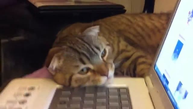 Кусешашковый тигровый кот смотреть онлайн