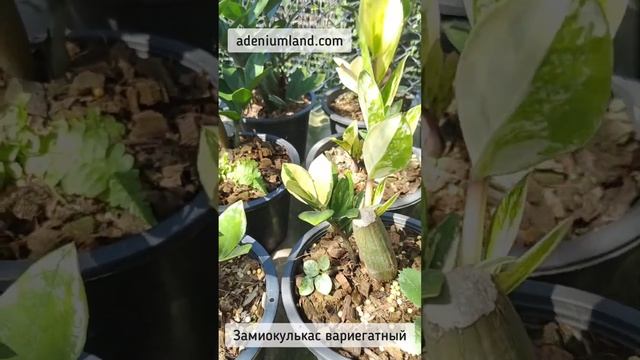 Замиокулькасы в предзаказе 2023 adeniumland.com смотреть онлайн