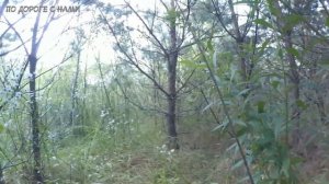 В лес за грибами | ГДЕ ИСКАТЬ ГРИБЫ | собрали ведро грибов за один час