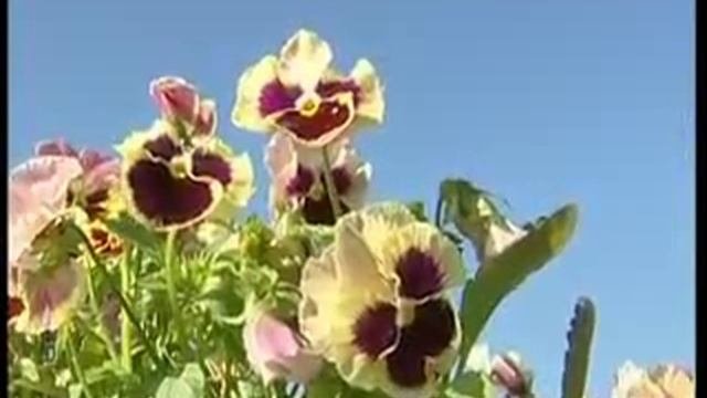 Новая клумба
