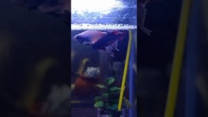 Танец рыбок петушков.Нерест.