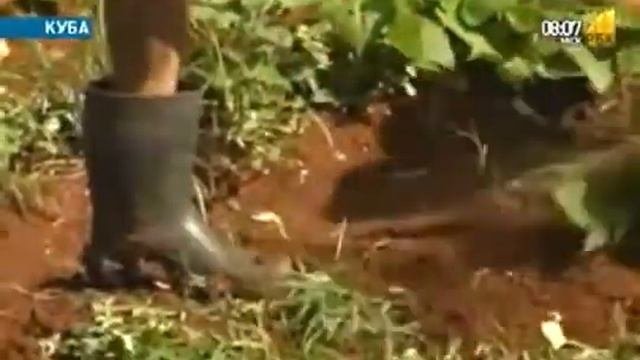 Куба будет развивать частное сельское хозяйство