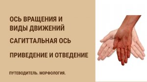 Ось вращения и виды движений. Сагиттальная ось. Отведение, приведение, круговое движение.