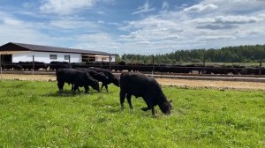 Продажа племенных  быков абердин ангус