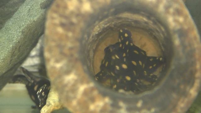 Гипанциструсы L201 и 340 на икре и с личинками. смотреть онлайн