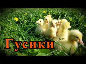 Гуси. НАЧАЛО