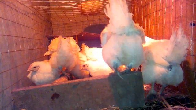 Бресс Гальский. Куры несушки смотреть онлайн