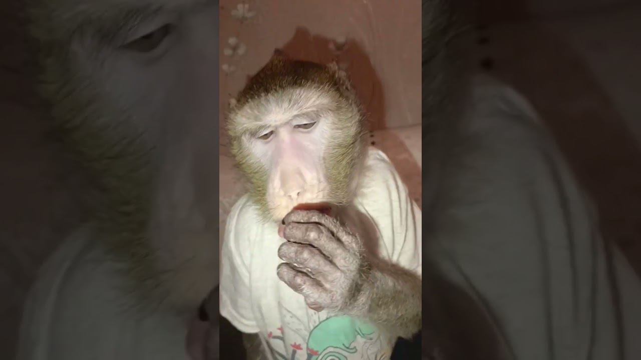 ЧипиЧипиЧапаЧапа #домашняяобезьяна #monkey #macaque