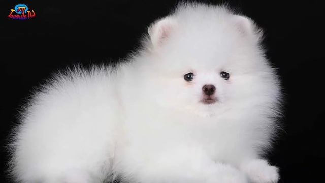 Порода шпиц - особенности породы смотреть онлайн