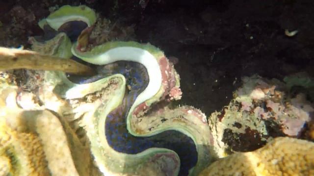 Большая Голубая ракушка кусается смотреть онлайн