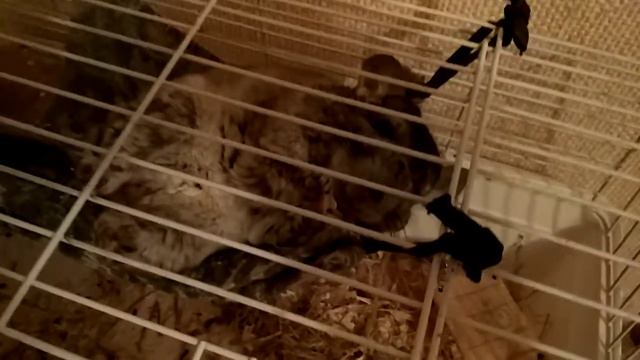 Гамак и шиншилла смотреть онлайн