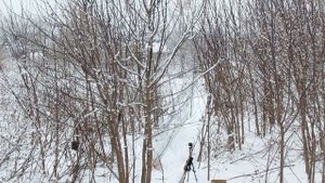 Ловля щеглов.Начало пролёта.Белобородый .