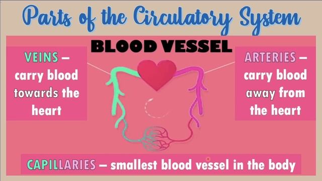Respiratory and Circulatory Systems | Grade 9 Science Quarter 1 Lesson смотреть онлайн