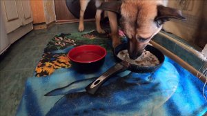 Рыжик завтракает / Жизнь в Ялте