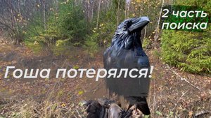 Гоша улетел и ночевал в лесу!