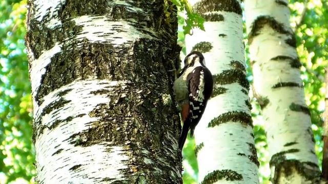 Целебная музыка для нормализации давления