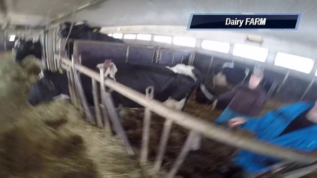 Работа на молочной ферме Финляндии. Приехал доктор. #8 смотреть онлайн