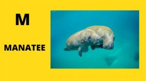 ABC sea animals for kids