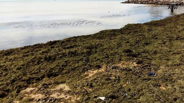 Морские водоросли против целлюлита! Лучший спа-салон на природе