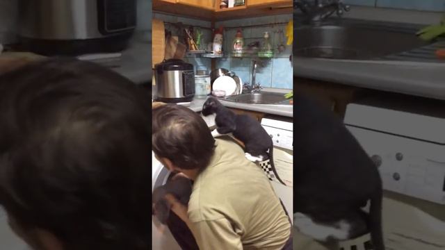 А запах мяса манил котят! Украинский левкой Selena Fleur