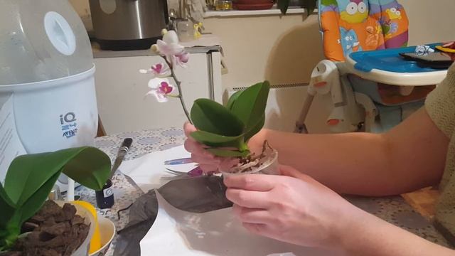 Кора Орхиата. Посадка мини фаленопсиса смотреть онлайн