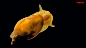 Улитка Покемон в аквариуме Содержание разведение и совместимость Radix rubiginosa