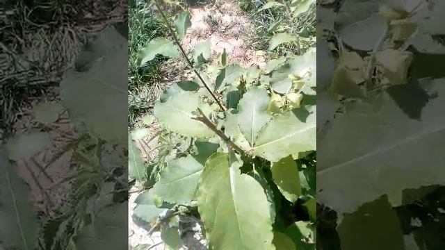 У меня появились майские жуки они такие маленькие смотреть онлайн