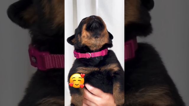 Rottweiler puppy#Original sound#viral #doglover #youtubeshortsvideo #dogowogo 🙏🏼 Radhe Radhe