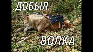 ДОБЫЛ ВОЛКА