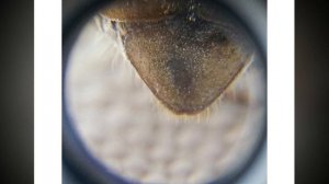 Майский жук, исследование под микроскопом