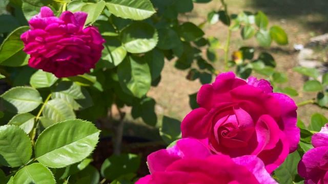 Grandiflora Rose - Twilight Zone (5th year - 2nd flush) смотреть онлайн