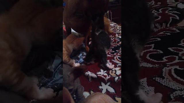 Котята донского сфинкса и собака-нянька.😽😺😸🐱😻🐕😁😁😁Лубофф...💞