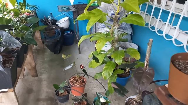 ¿COMO ESTA MI JARDÍN? anturios y otras plantas hermosas 💖 смотреть онлайн