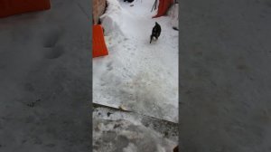Притравка Русско Европейской Лайки на барсука