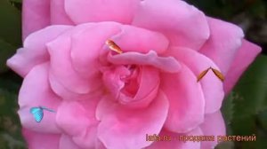 Роза канадская парковая Де Монтервиль ? Де Монтервиль обзор: как сажать, саженцы розы Де Монтервиль