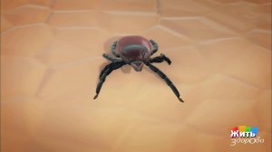 Клещи и болезнь Лайма. Жить здорово! Фрагмент выпуска от 11.02.2020