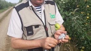 Определение зрелости яблок в саду