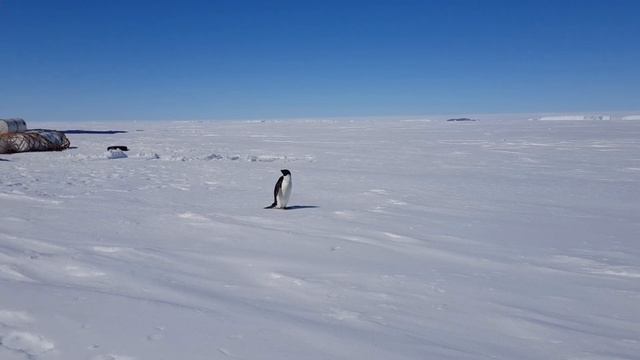 Приветливый пингвин Адели смотреть онлайн