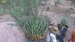 Queen Victoria- Agave - Agave victoriae-reginae bollting Part 2