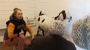 КОЗА ПРИЮТИЛА БАРАШКА