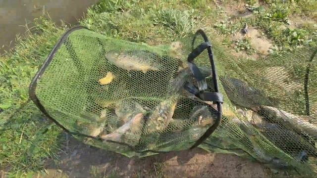 Уже 30кг Карпа есть. Садок полон. Рыбалка в Марлине. смотреть онлайн